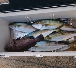 海龍丸(福岡) 釣果