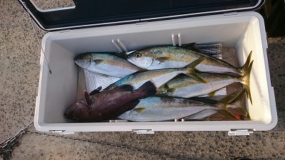 海龍丸(福岡) 釣果