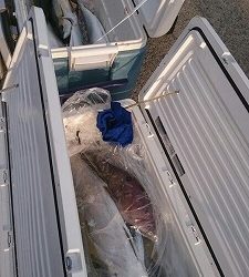 海龍丸(福岡) 釣果