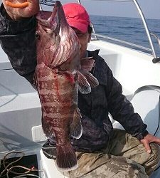 海龍丸(福岡) 釣果