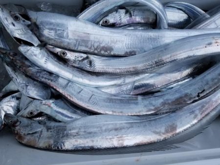 オーフリー 釣果