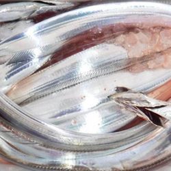 松本釣船2 釣果