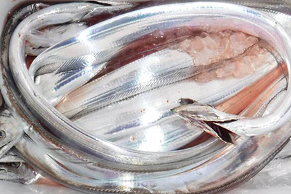 松本釣船2 釣果