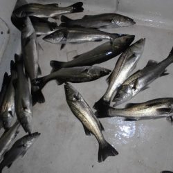 ルアー船マヒマヒ 釣果