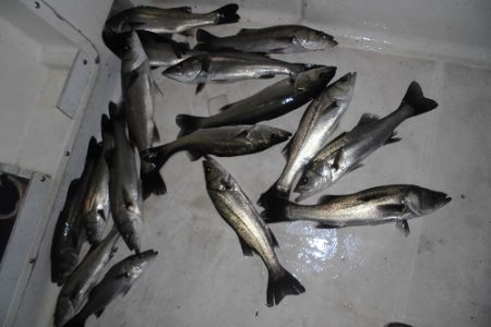 ルアー船マヒマヒ 釣果