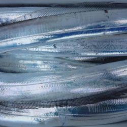 オーフリー 釣果