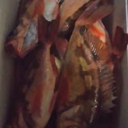 モンロー号 釣果