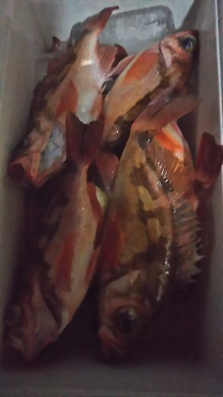 モンロー号 釣果