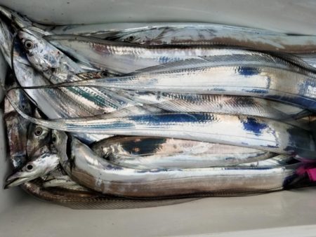 オーフリー 釣果