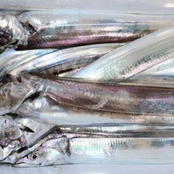 松本釣船2 釣果