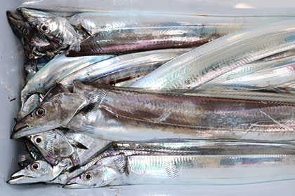 松本釣船2 釣果