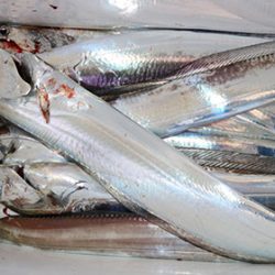 松本釣船2 釣果