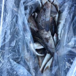 第八平成丸 釣果