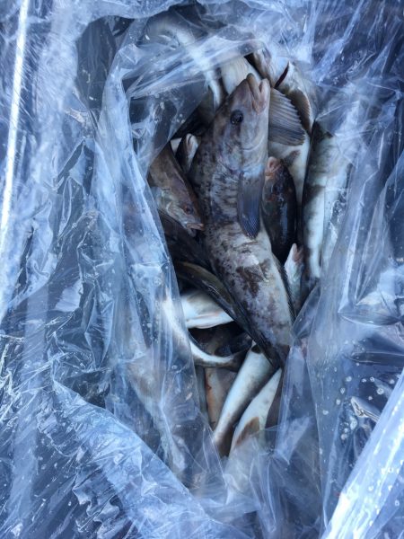 第八平成丸 釣果