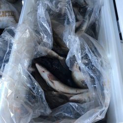 第八平成丸 釣果