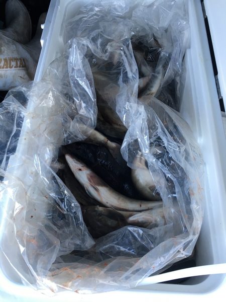 第八平成丸 釣果