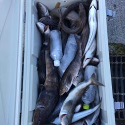 第八平成丸 釣果