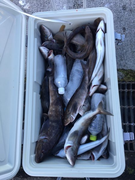 第八平成丸 釣果