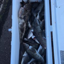 第八平成丸 釣果