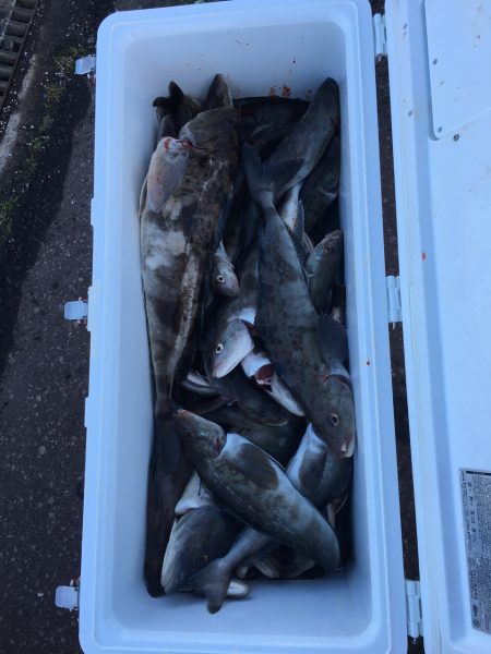 第八平成丸 釣果