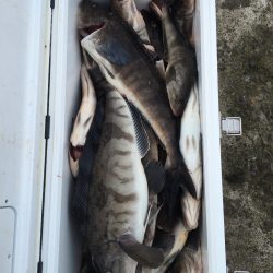 第八平成丸 釣果