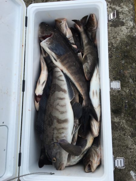 第八平成丸 釣果