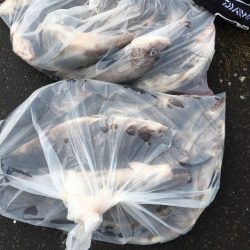 第八平成丸 釣果