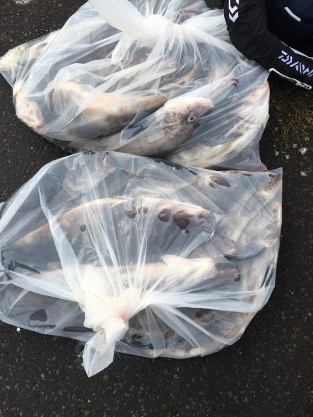 第八平成丸 釣果