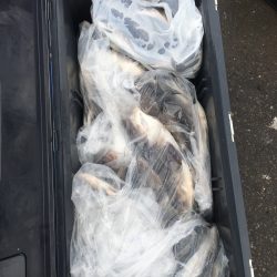 第八平成丸 釣果