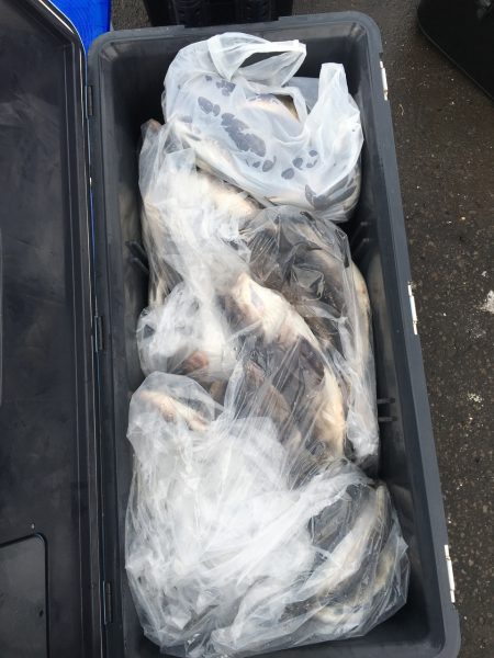 第八平成丸 釣果