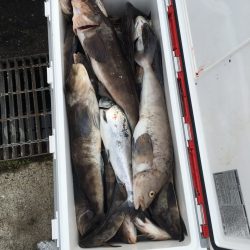 第八平成丸 釣果