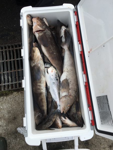 第八平成丸 釣果