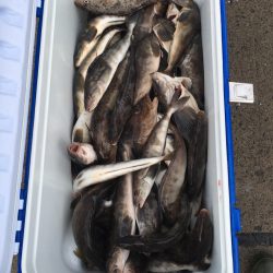 第八平成丸 釣果