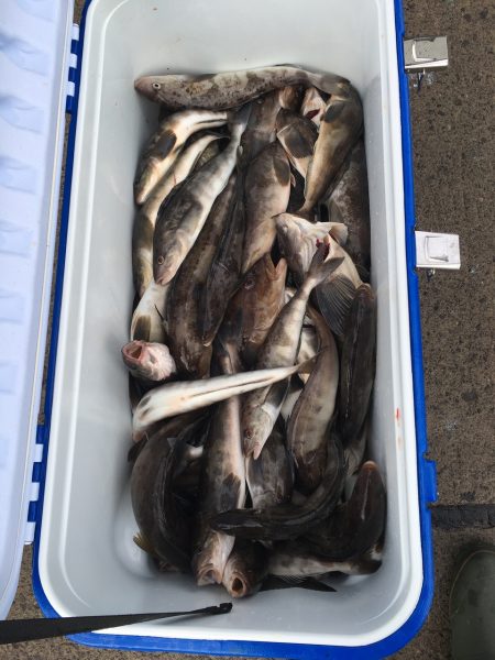 第八平成丸 釣果