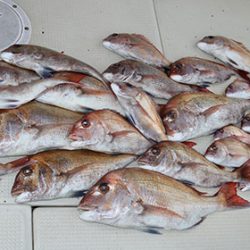 松本釣船２ 釣果