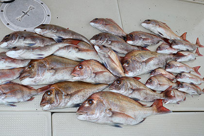 松本釣船２ 釣果