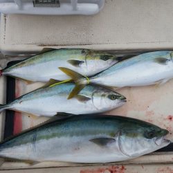 北斗 釣果