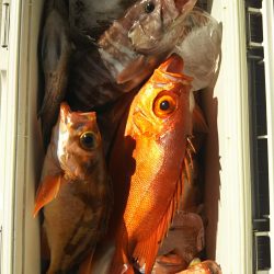 モンロー号 釣果