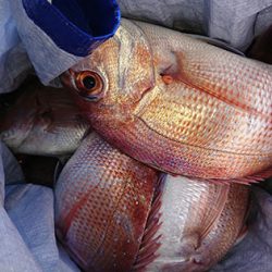 松本釣船2 釣果