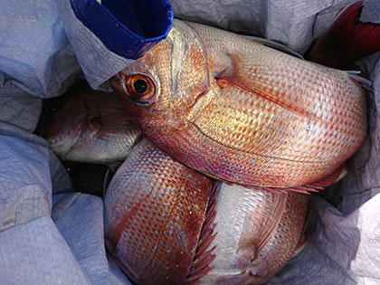 松本釣船２ 釣果