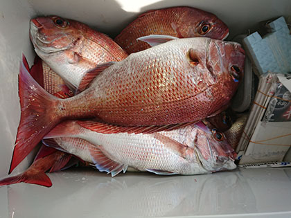 松本釣船2 釣果