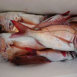 松本釣船2 釣果