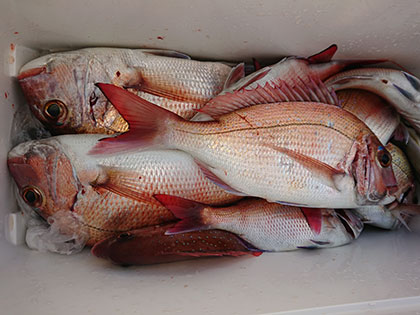 松本釣船2 釣果