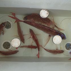 松本釣船2 釣果