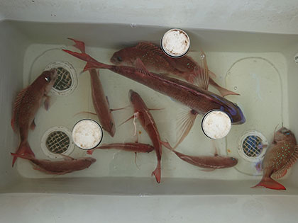 松本釣船2 釣果