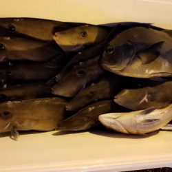 オーフリー 釣果