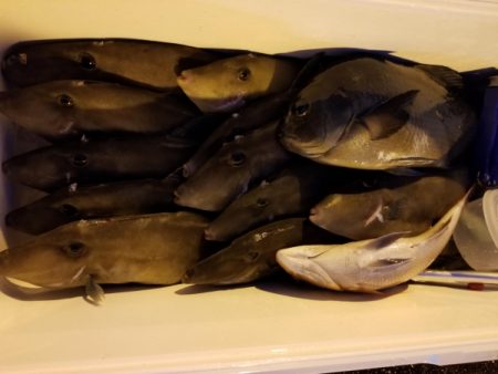 オーフリー 釣果