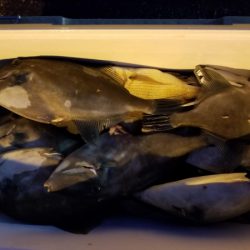 オーフリー 釣果