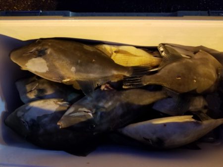 オーフリー 釣果