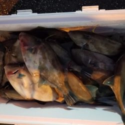 オーフリー 釣果